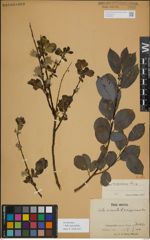 Foto von Salix myrsinifolia Salisb.